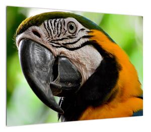 Obraz papugi (70x50 cm)