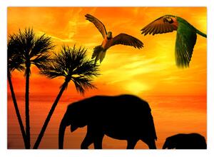 Obraz - papugi i słonie (70x50 cm)