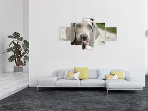 Obraz - weimarski szczeniak (125x70 cm)