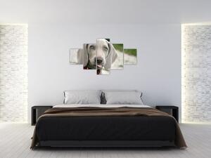 Obraz - weimarski szczeniak (125x70 cm)