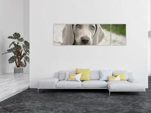 Obraz - weimarski szczeniak (170x50 cm)