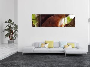 Obraz wiewiórki (170x50 cm)
