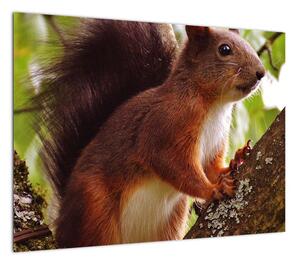 Obraz wiewiórki (70x50 cm)