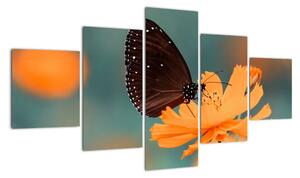 Obraz - motyl na pomarańczowym kwiatku (125x70 cm)
