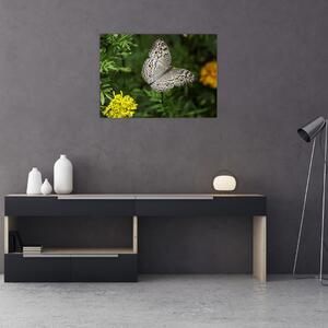 Obraz - biały motyl (70x50 cm)