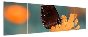 Obraz - motyl na pomarańczowym kwiatku (170x50 cm)