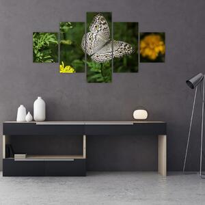 Obraz - biały motyl (125x70 cm)