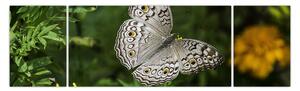Obraz - biały motyl (170x50 cm)