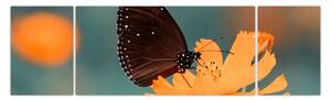 Obraz - motyl na pomarańczowym kwiatku (170x50 cm)