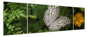 Obraz - biały motyl (170x50 cm)