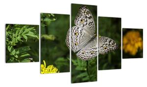 Obraz - biały motyl (125x70 cm)