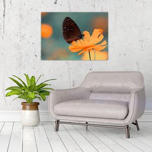 Obraz - motyl na pomarańczowym kwiatku (70x50 cm)