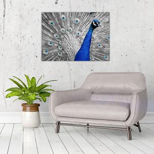 Obraz - niebieski paw (70x50 cm)