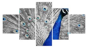 Obraz - niebieski paw (125x70 cm)