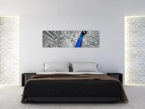Obraz - niebieski paw (170x50 cm)