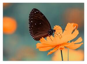 Obraz - motyl na pomarańczowym kwiatku (70x50 cm)