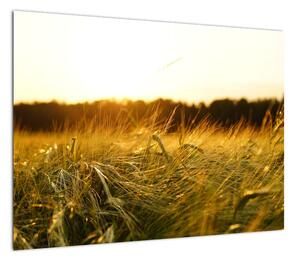 Obraz zroszonej trawy (70x50 cm)