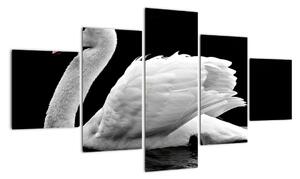 Obraz czarno - białego łabędzia (125x70 cm)