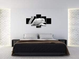 Obraz czarno - białego łabędzia (125x70 cm)