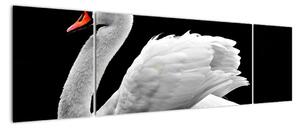 Obraz czarno - białego łabędzia (170x50 cm)