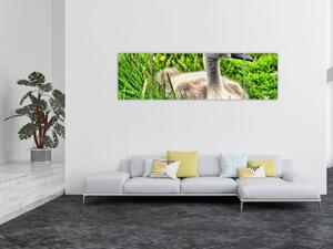 Obraz - mały łabędź w trawie (170x50 cm)