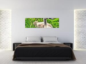 Obraz - mały łabędź w trawie (170x50 cm)