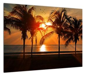 Obraz palmy o zachodzie słońca (70x50 cm)