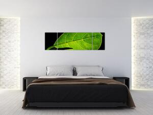 Obraz - zielony liść (170x50 cm)