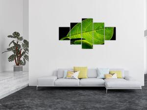 Obraz - zielony liść (125x70 cm)