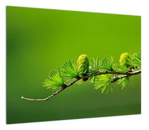 Obraz zielonej szyszki (70x50 cm)