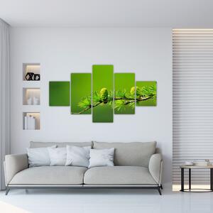 Obraz zielonej szyszki (125x70 cm)