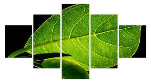 Obraz - zielony liść (125x70 cm)