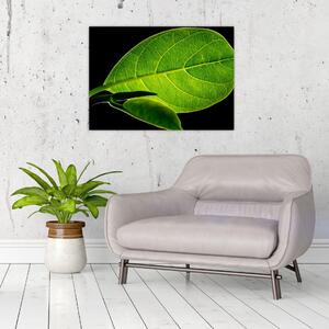 Obraz - zielony liść (70x50 cm)