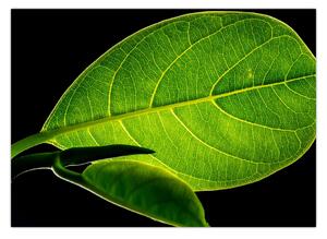 Obraz - zielony liść (70x50 cm)