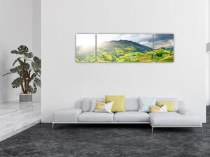 Obraz plantacji (170x50 cm)