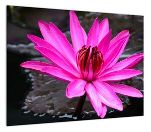 Obraz - różowy kwiat (70x50 cm)