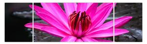 Obraz - różowy kwiat (170x50 cm)