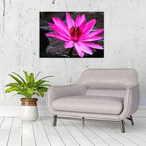 Obraz - różowy kwiat (70x50 cm)