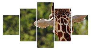 Obraz żyrafy od tyłu (125x70 cm)