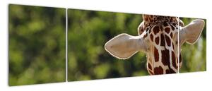 Obraz żyrafy od tyłu (170x50 cm)