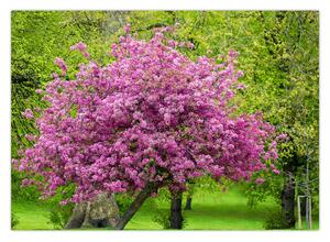 Obraz kwitnącego drzewa na łące (70x50 cm)