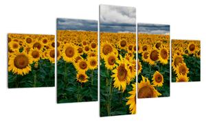 Obraz pola słoneczników (125x70 cm)