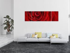 Obraz - szczegół róży (170x50 cm)