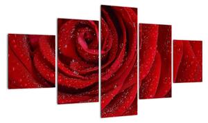 Obraz - szczegół róży (125x70 cm)