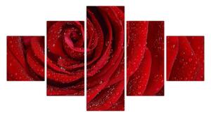 Obraz - szczegół róży (125x70 cm)