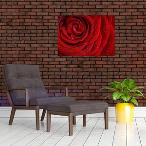 Obraz - szczegół róży (70x50 cm)