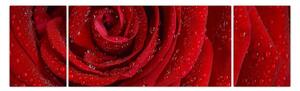 Obraz - szczegół róży (170x50 cm)