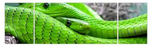 Obraz zielonych węży (170x50 cm)