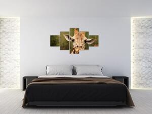 Obraz żyrafy (125x70 cm)