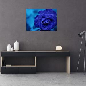 Obraz niebieskiej róży (70x50 cm)